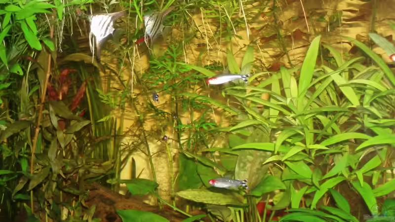 Besatz im Aquarium Becken 4828 von Rafael & Nicky Portillo (8)