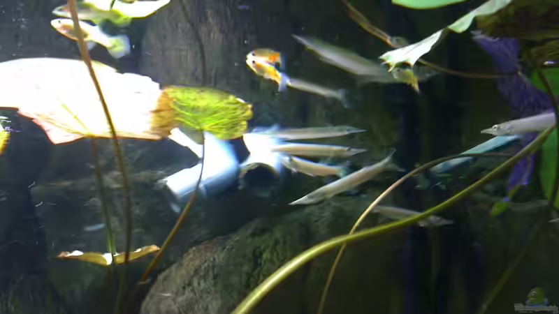 Besatz im Aquarium Becken 4833 von JoSchi (13)