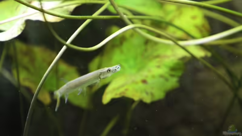 Besatz im Aquarium Becken 4833 von JoSchi (14)