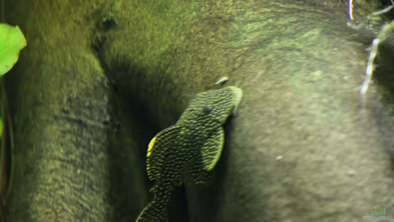 Besatz im Aquarium Becken 4833 von JoSchi (15)