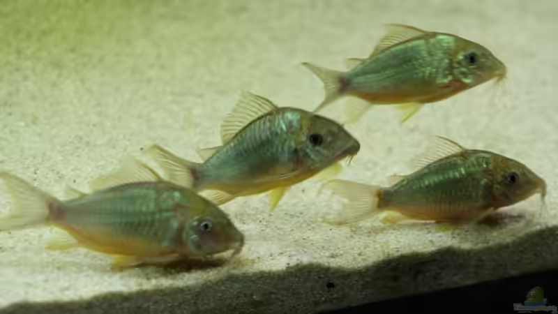 Besatz im Aquarium Becken 4833 von JoSchi (16)