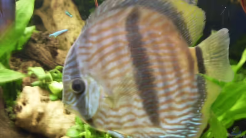 Besatz im Aquarium Becken 4836 von Sebastian Büttner (5)