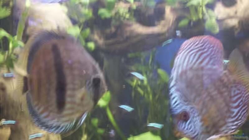 Besatz im Aquarium Becken 4836 von Sebastian Büttner (6)