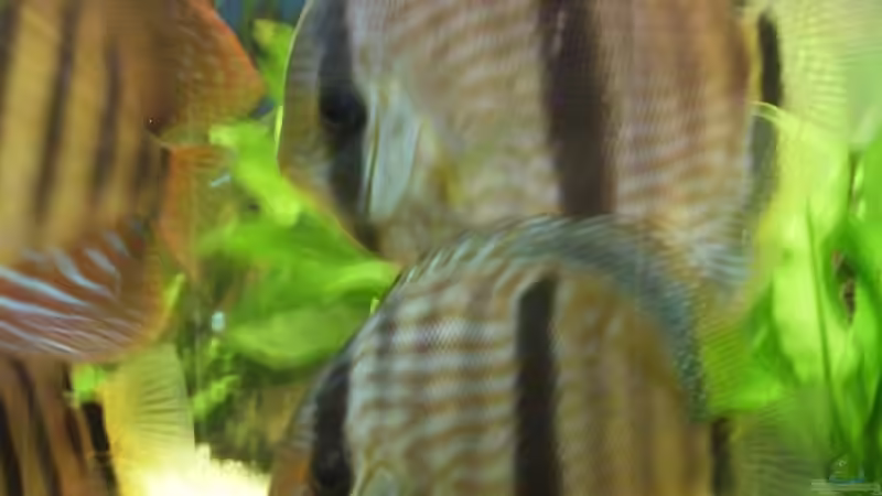 Besatz im Aquarium Becken 4836 von Sebastian Büttner (8)