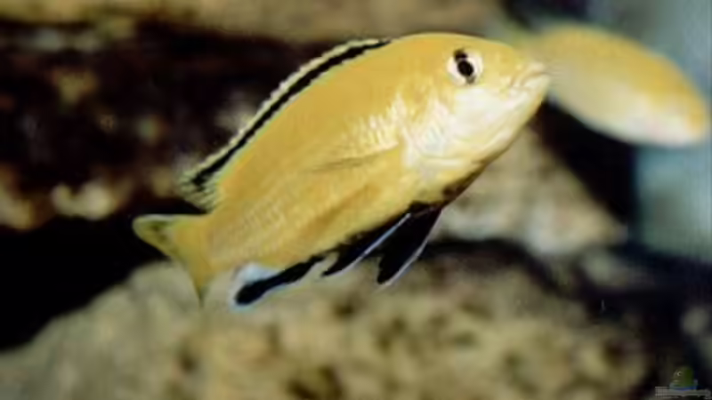 Besatz im Aquarium Becken 484 von Lars Küpper (3)