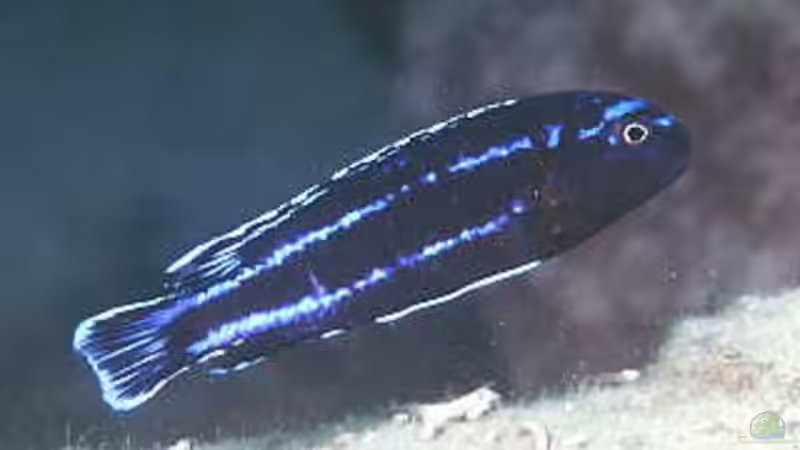 Besatz im Aquarium Becken 484 von Lars Küpper (4)