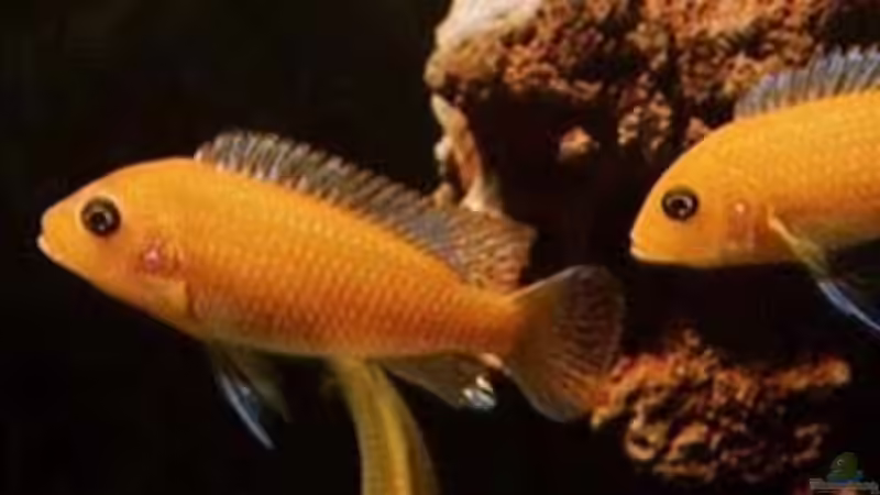 Besatz im Aquarium Becken 484 von Lars Küpper (5)