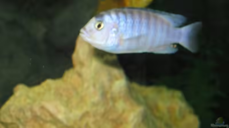 Besatz im Aquarium Becken 484 von Lars Küpper (6)