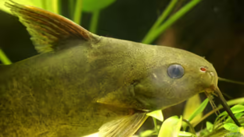 Besatz im Aquarium Becken 4843 von David Philipp (6)