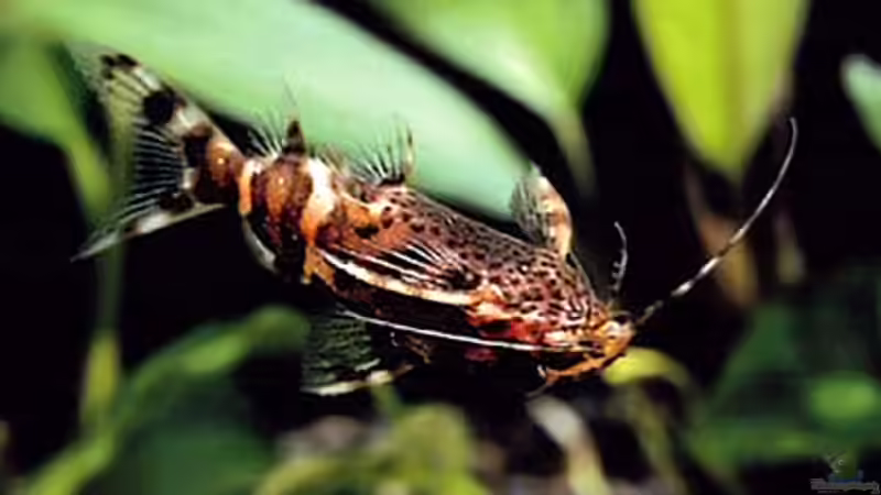 Besatz im Aquarium Becken 4843 von David Philipp (7)
