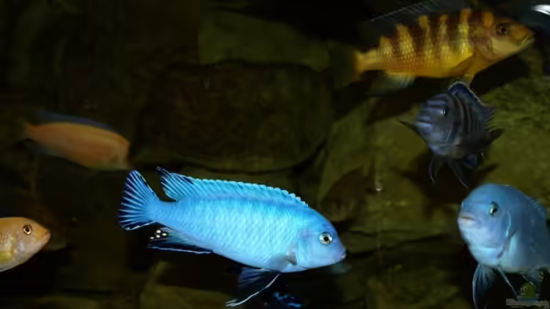 Besatz im Aquarium Becken 4858 von JOHN (28)