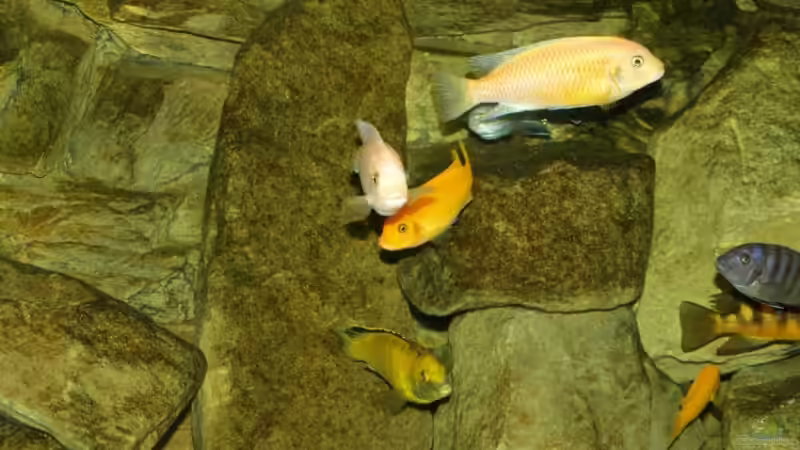 Besatz im Aquarium Becken 4858 von JOHN (36)