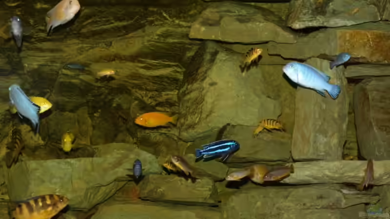 Besatz im Aquarium Becken 4858 von JOHN (39)