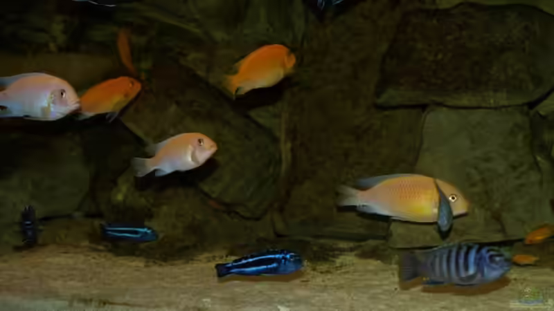 Besatz im Aquarium Becken 4858 von JOHN (43)