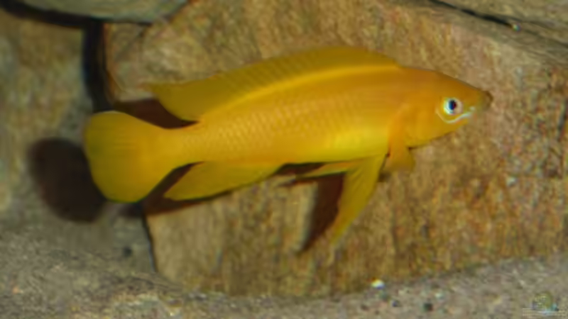 Besatz im Aquarium Becken 487 von Jens Rautenberg (4)