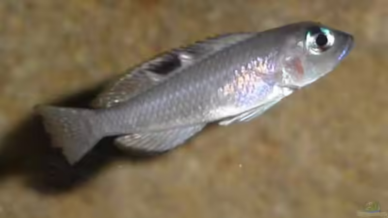 Besatz im Aquarium Becken 487 von Jens Rautenberg (7)