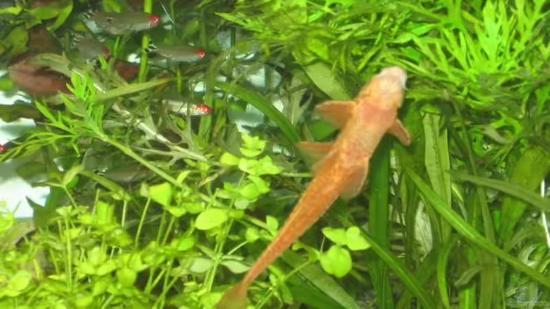 Besatz im Aquarium Becken 4891 von Inge Zuber (16)