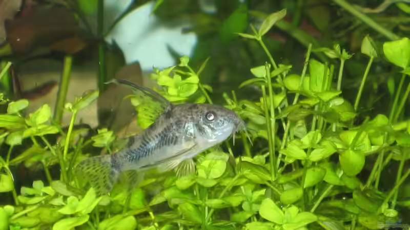 Besatz im Aquarium Becken 4891 von Inge Zuber (19)