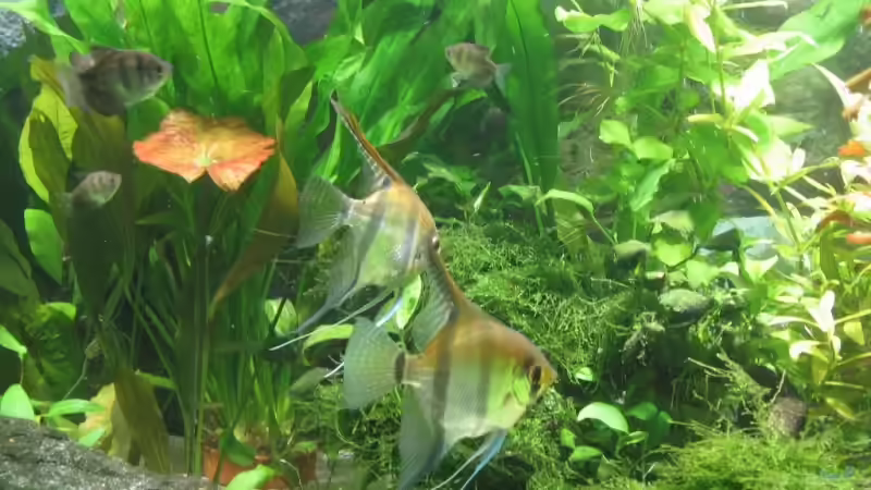 Besatz im Aquarium Becken 4891 von Inge Zuber (20)