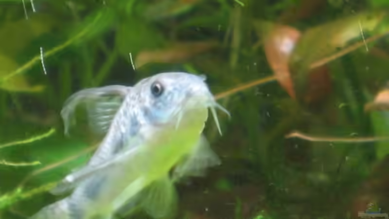 Besatz im Aquarium Becken 4891 von Inge Zuber (22)