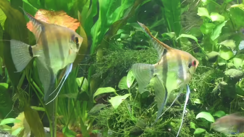 Besatz im Aquarium Becken 4891 von Inge Zuber (23)