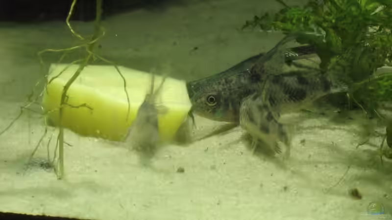 Besatz im Aquarium Becken 4891 von Inge Zuber (24)