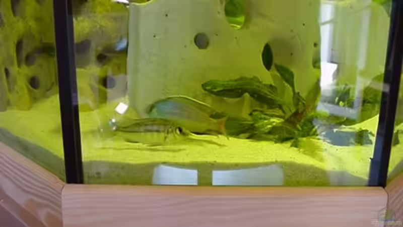 Besatz im Aquarium Becken 49 von Heiko Claus (3)