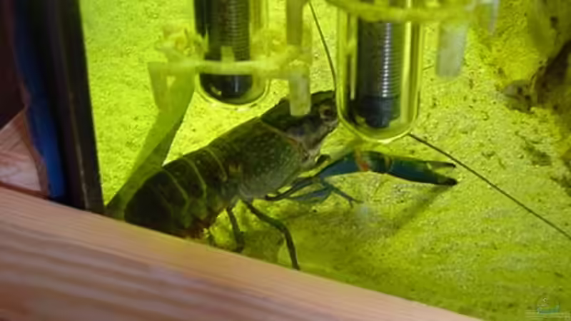 Besatz im Aquarium Becken 49 von Heiko Claus (4)