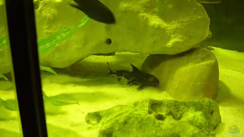 Besatz im Aquarium Becken 49 von Heiko Claus (5)