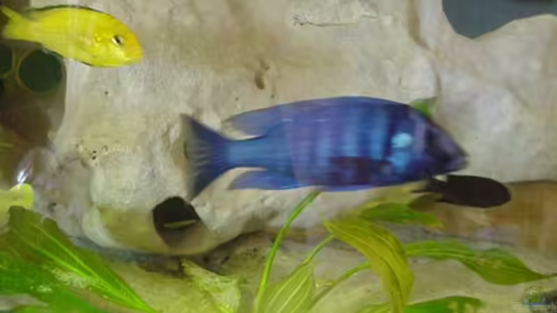 Besatz im Aquarium Becken 49 von Heiko Claus (6)