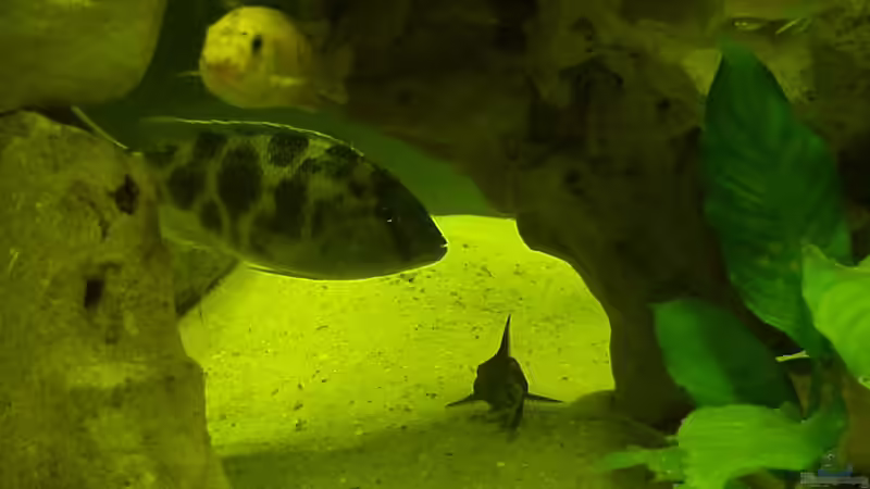 Besatz im Aquarium Becken 49 von Heiko Claus (7)