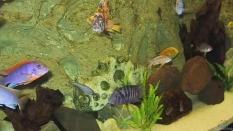 Besatz im Aquarium Becken 490 von Martin Botjan (12)