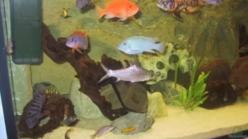 Besatz im Aquarium Becken 490 von Martin Botjan (13)