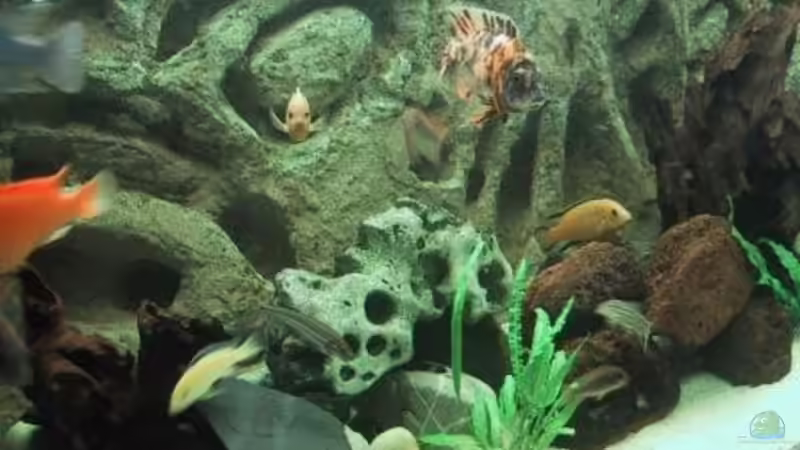 Besatz im Aquarium Becken 490 von Martin Botjan (14)