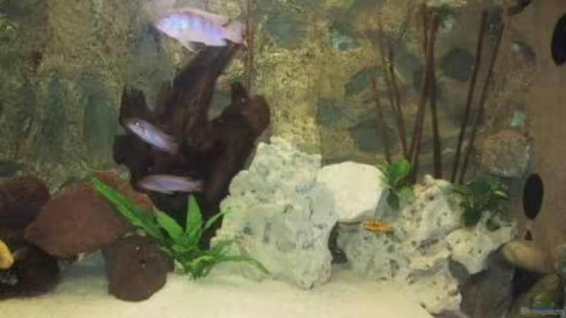 Besatz im Aquarium Becken 490 von Martin Botjan (15)