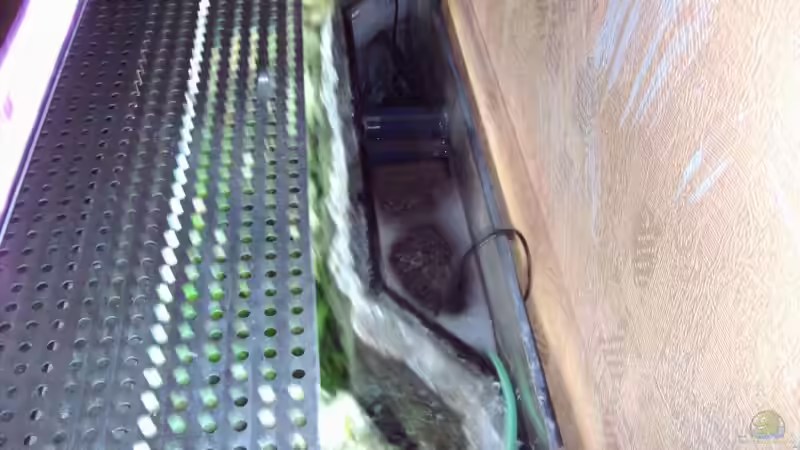 Besatz im Aquarium Becken 490 von Martin Botjan (22)