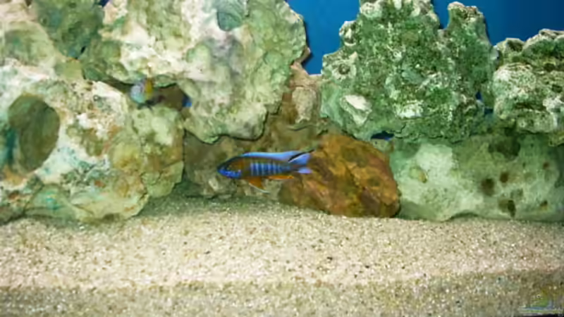 Besatz im Aquarium Becken 491 von Tobias Noll (10)