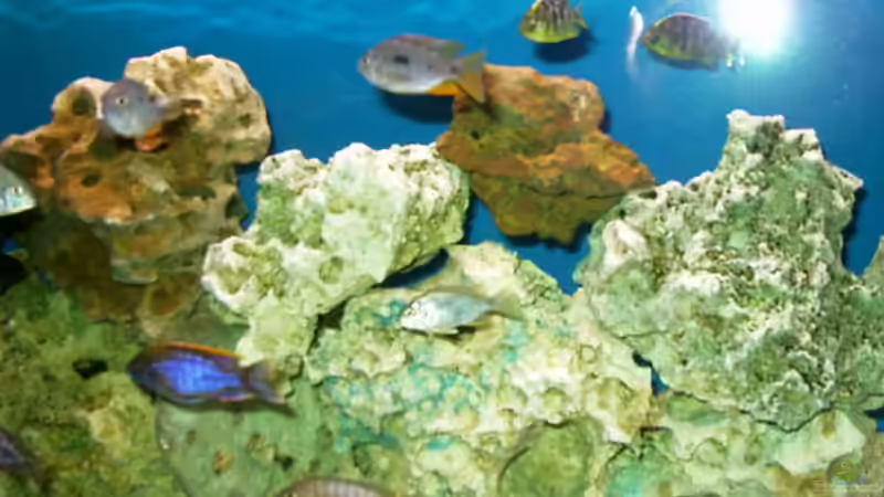 Besatz im Aquarium Becken 491 von Tobias Noll (11)