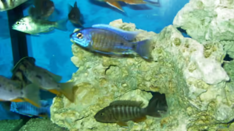 Besatz im Aquarium Becken 491 von Tobias Noll (12)