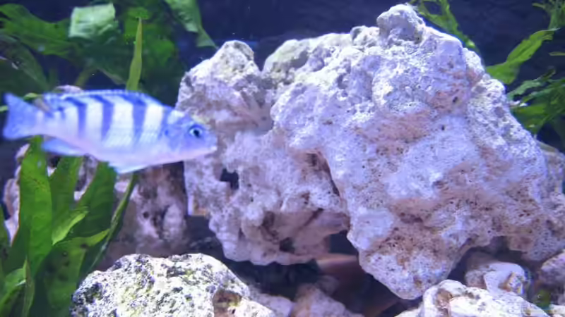 Besatz im Aquarium Becken 4912 von Christopher Klamer (4)