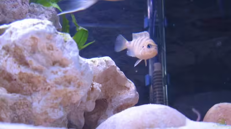 Besatz im Aquarium Becken 4912 von Christopher Klamer (5)