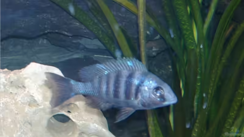 Besatz im Aquarium Becken 4916 von Olli% (14)