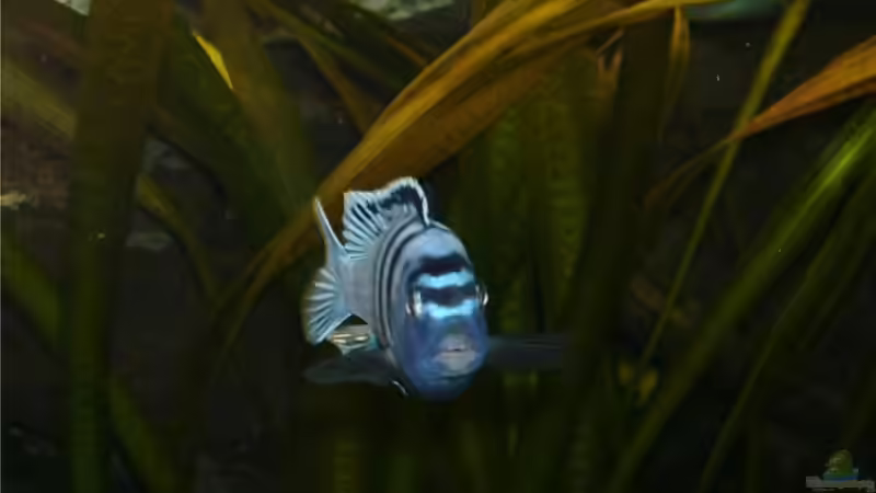 Besatz im Aquarium Becken 4916 von Olli% (17)