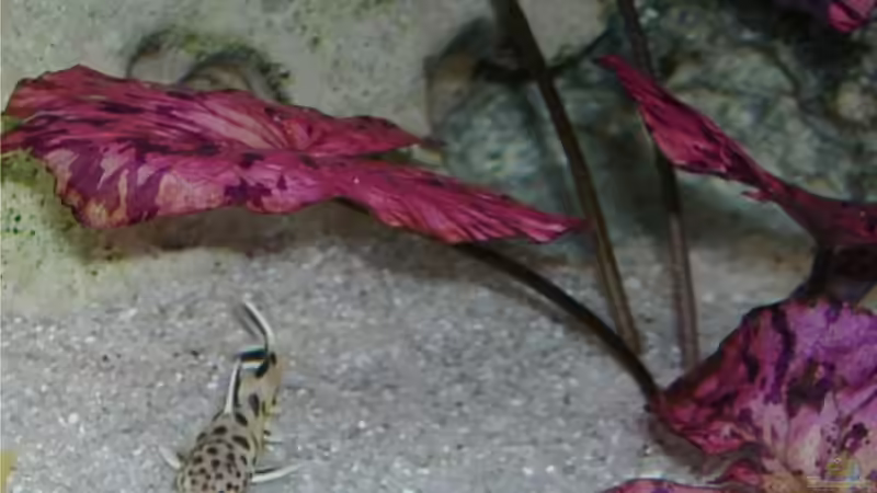 Besatz im Aquarium Becken 4916 von Olli% (19)