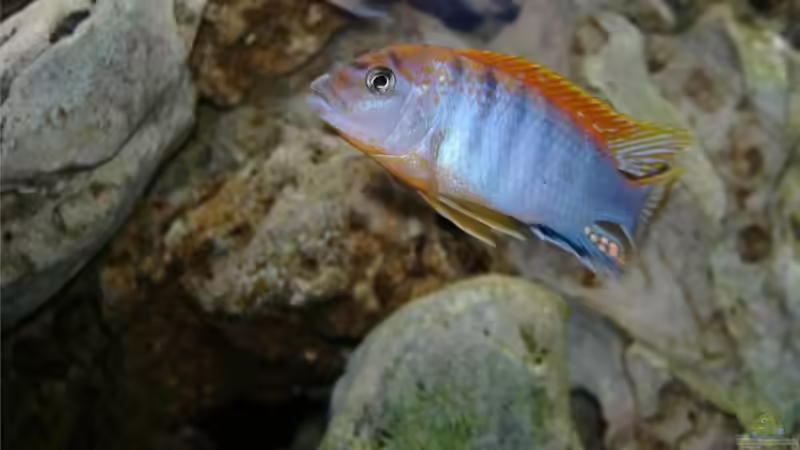 Besatz im Aquarium Becken 4916 von Olli% (20)