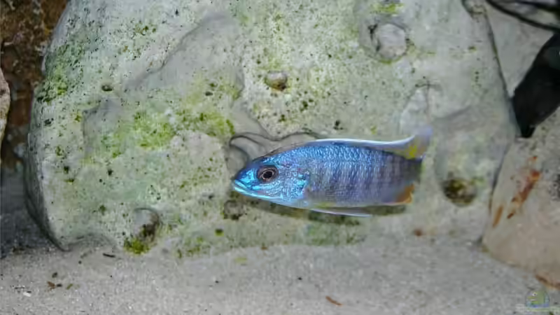 Besatz im Aquarium Becken 4916 von Olli% (21)
