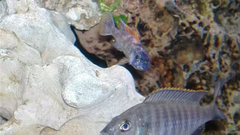 Besatz im Aquarium Becken 4916 von Olli% (22)