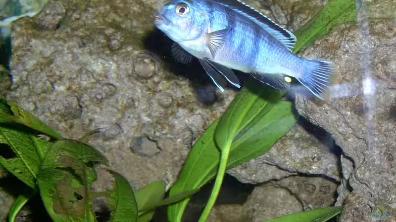 Besatz im Aquarium Becken 492 von Christian Poser (10)