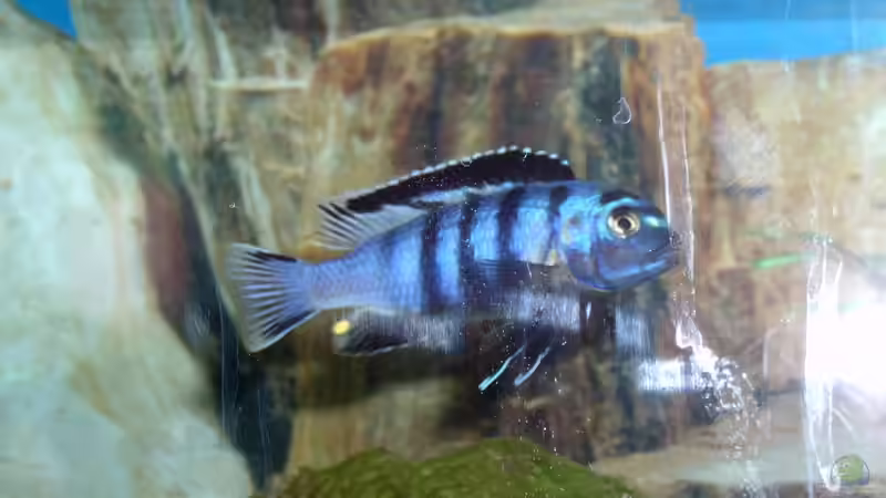 Besatz im Aquarium Becken 492 von Christian Poser (11)