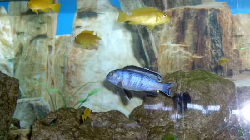 Besatz im Aquarium Becken 492 von Christian Poser (12)